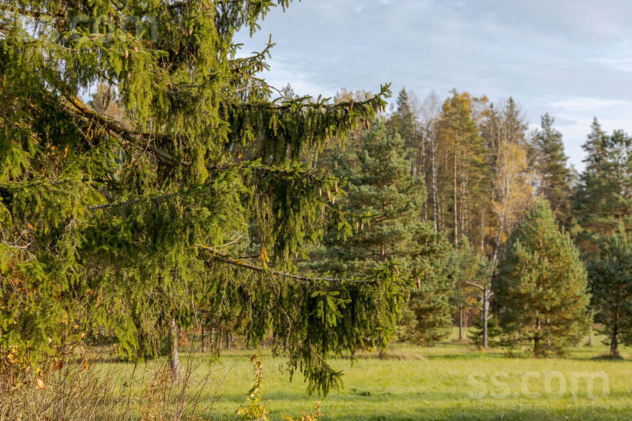 Mazmuižas iela 40, Ogre un raj., Ogre — zeme