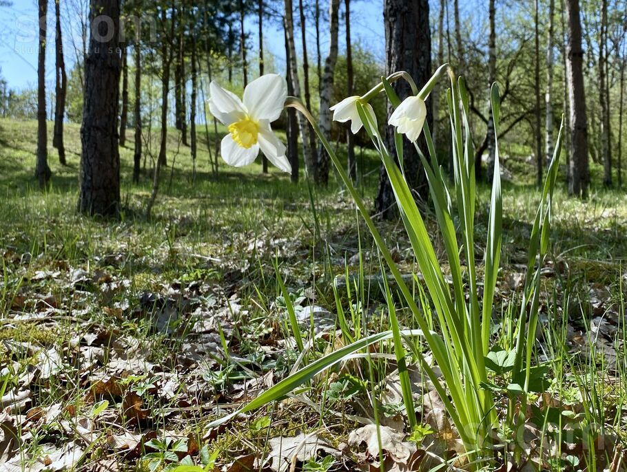 Stūriņi, Ķekava, Rīgas rajons, Ķekavas pag. — zeme
