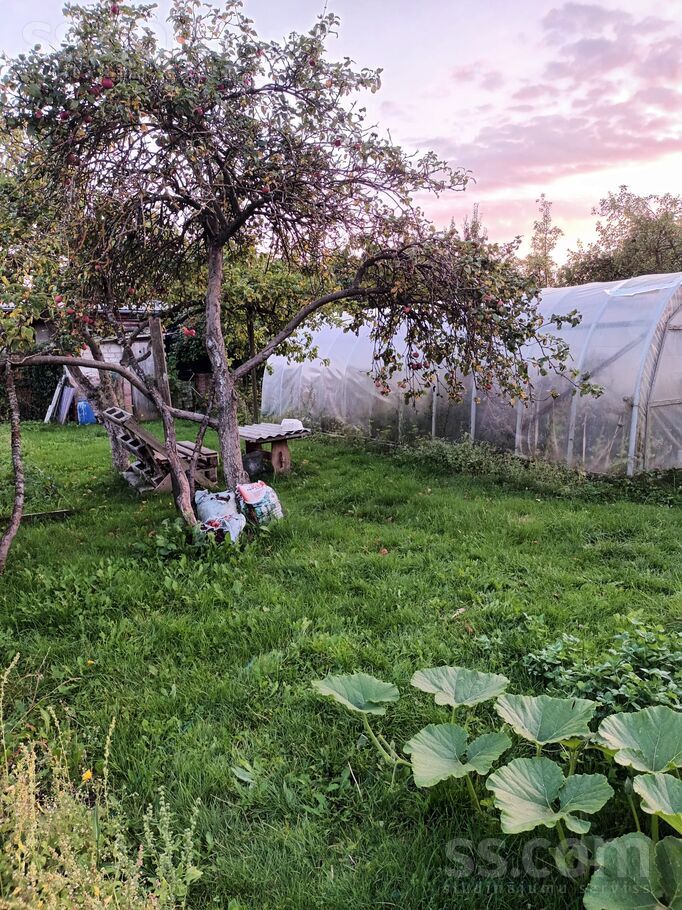 31 6, Šķēde, Liepāja un raj., Medzes pag. — maja