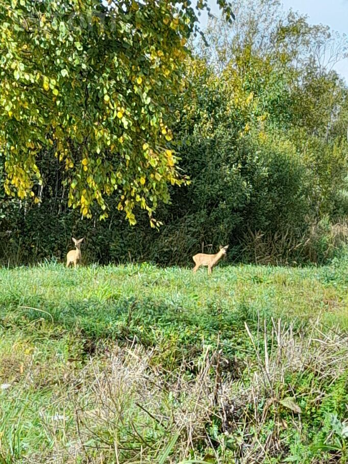 Vīnkalni, Limbaži un raj., Liepupes pag. — zeme