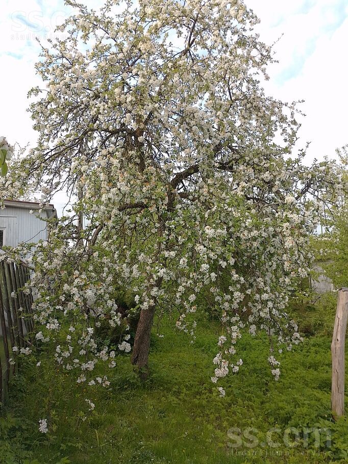 Darzinu2.skerslinija 7, Ogre un raj., Ogre — maja