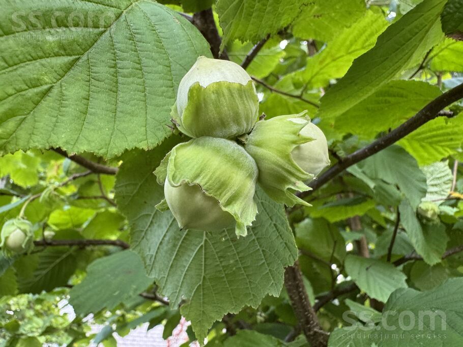 Selgas iela 40, Ventspils un raj., Ventspils — zeme