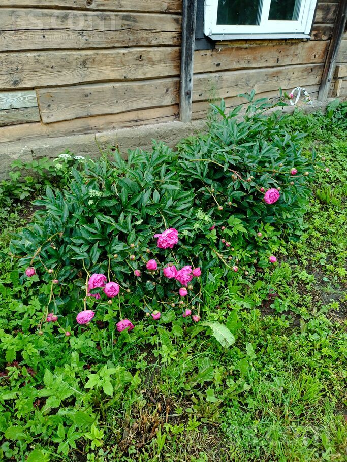 Varpas 1, Podvinka, Jēkabpils un raj., Vīpes pag. — maja