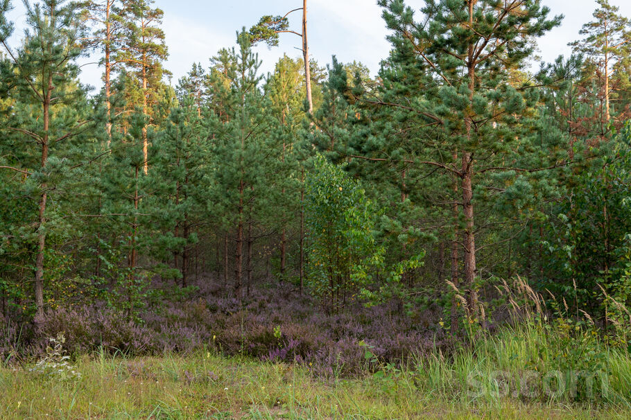 Mellenes, Inčukalns, Rīgas rajons, Inčukalna nov. — zeme