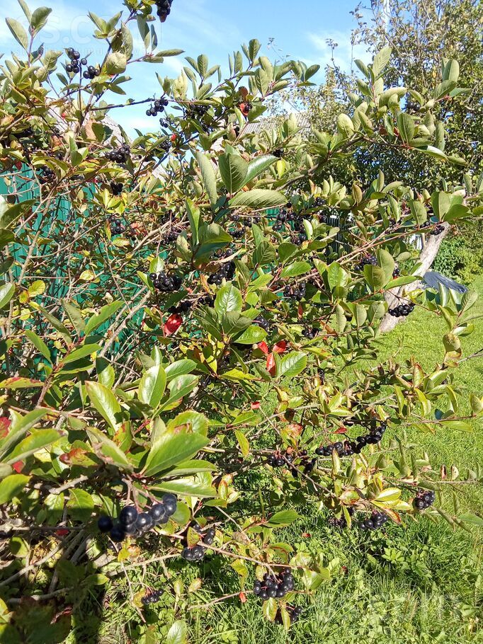 7-15, Liepāja un raj., Liepāja — maja