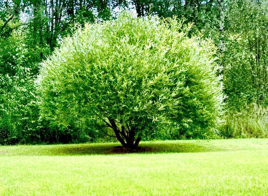 Efejas, Liepupe, Limbaži un raj., Liepupes pag. — maja