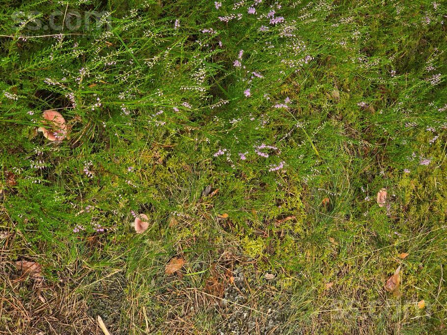 Beberbeķu, Rīga — zeme