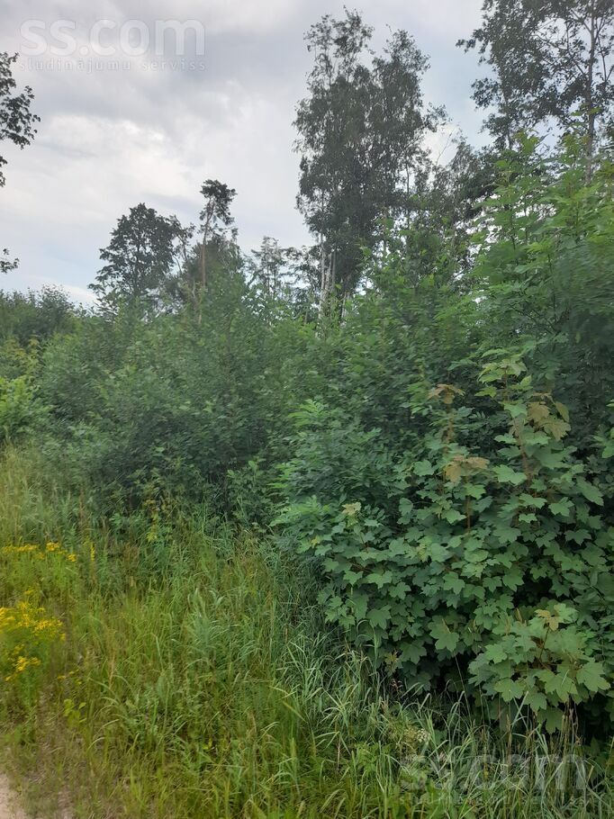 Ziedmalas,, Veclauki, Tukums un raj., Jaunpils pag. — zeme