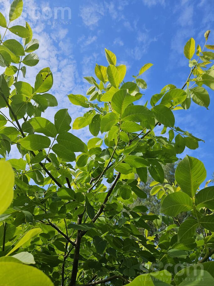 Talsi un raj., Abavas pag. — vienseta