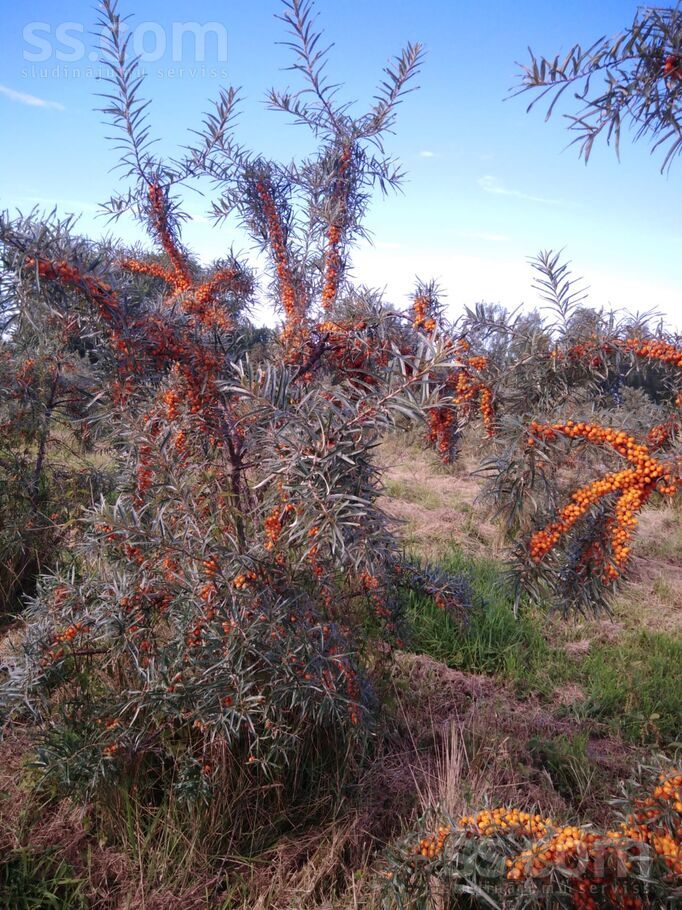 Dzintari, Cimāles, Jelgava un raj., Līvbērzes pag. — maja