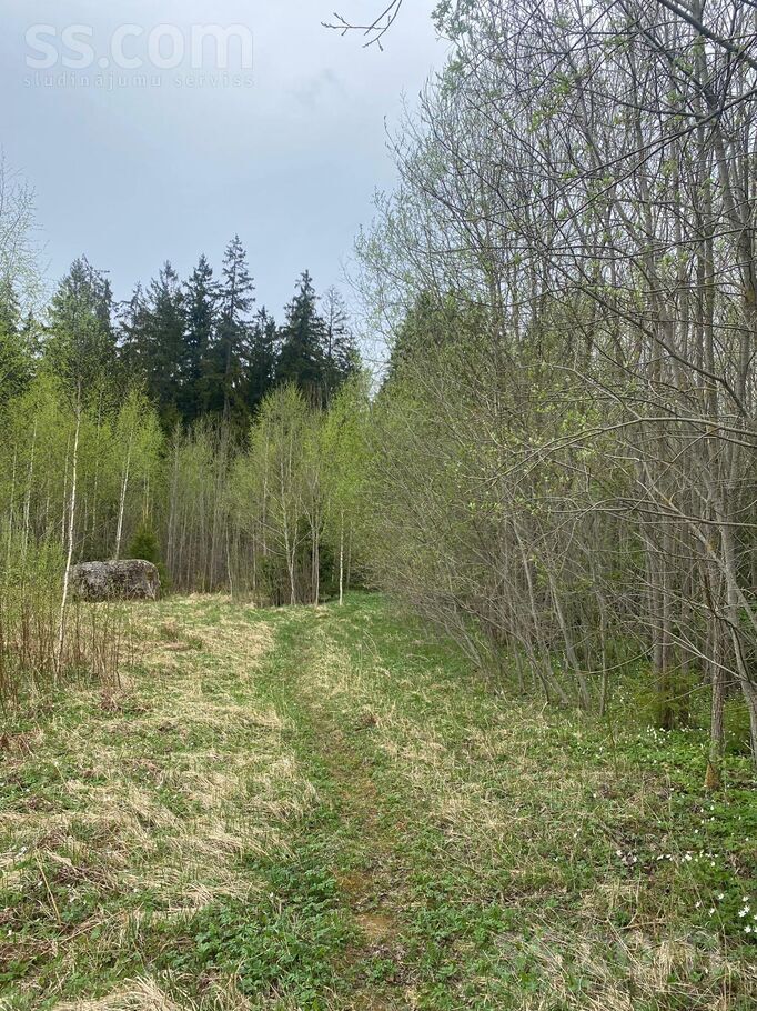 Meža dravantas, Mālpils, Rīgas rajons, Mālpils pag. — zeme