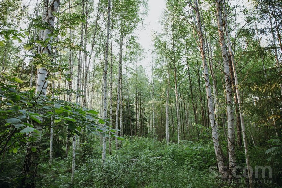 Vīnkalni, Limbaži un raj., Liepupes pag. — zeme