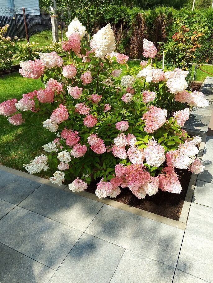 Mezsetu dārzs 72, Jāņupe, Rīgas rajons, Olaines pag. — maja