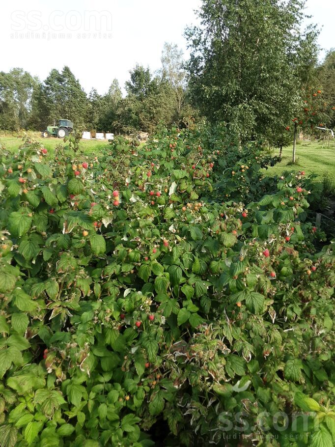 Mazkipisi, Ciemupe, Ogre un raj., Ogresgala pag. — zeme