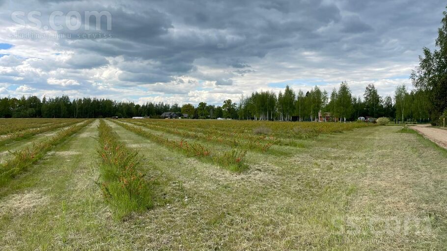Ozolzīles, Svēte, Jelgava un raj., Svētes pag. — zeme