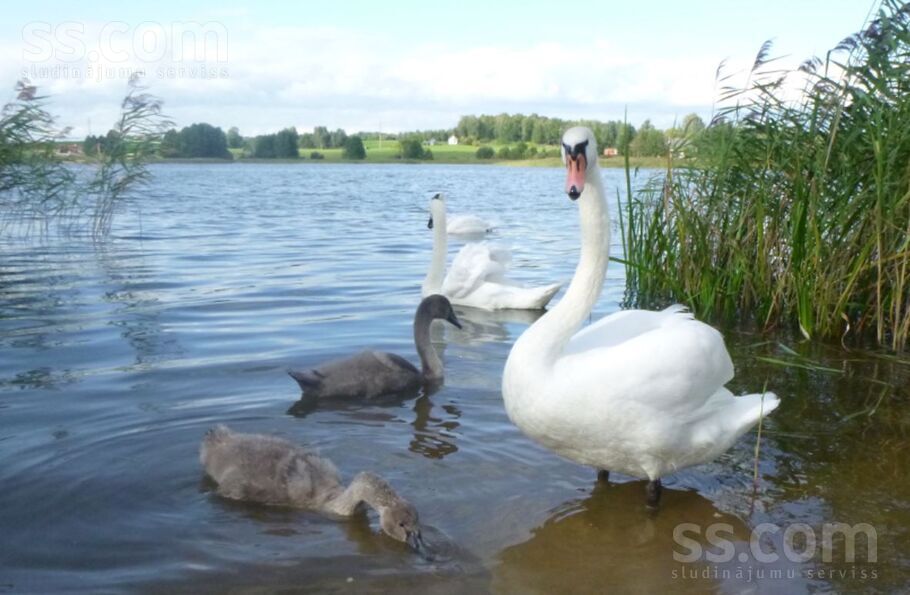 Bruņene, Daugavpils un raj., Skrudalienas pag. — vienseta