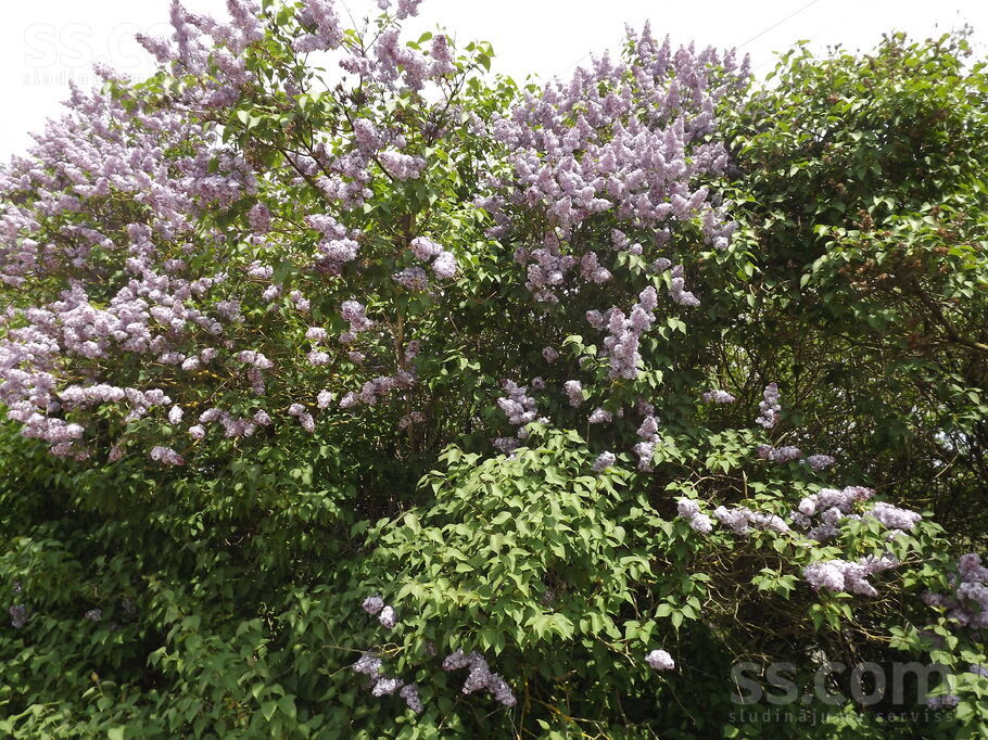 Dārziņu 7. l., Rīga — zeme