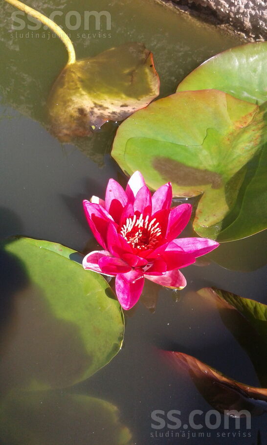 Misa 119, Misas, Rīgas rajons, Ķekavas pag. — maja