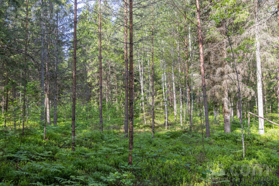 Liedagi, Ķesterciems, Tukums un raj., Engures pag. — zeme