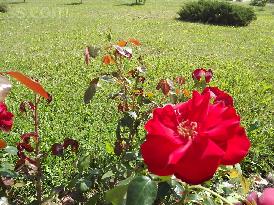 Latgales, Rīga — zeme