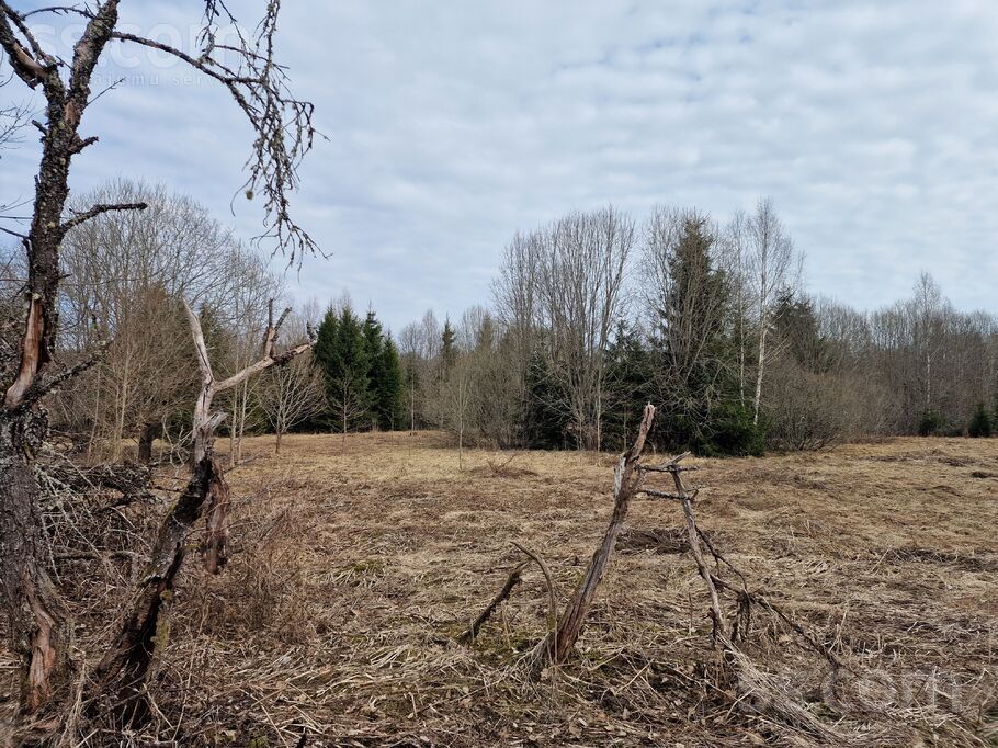 Vite, Rīgas rajons, Mālpils pag. — vienseta