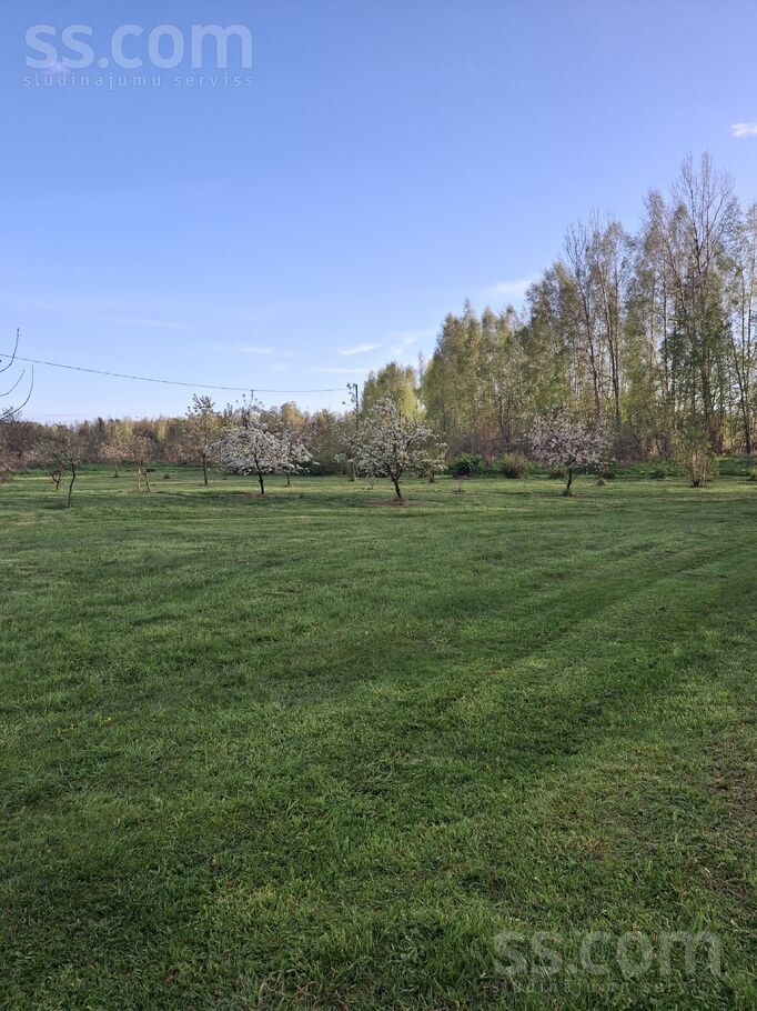 Dzintari, Cimāles, Jelgava un raj., Līvbērzes pag. — maja