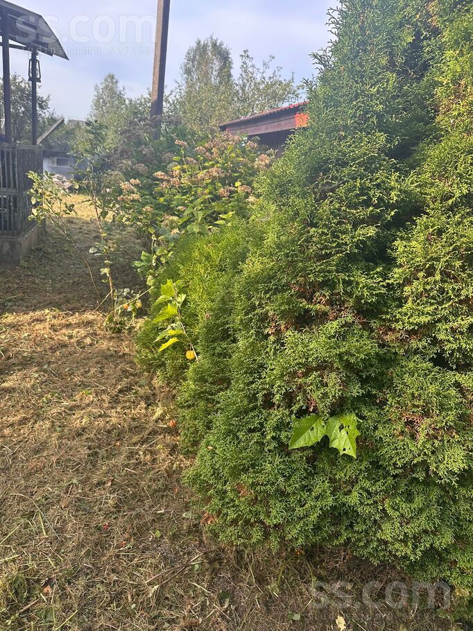 Dzintārs dārzs, Rēzekne un raj., Rēzekne — maja