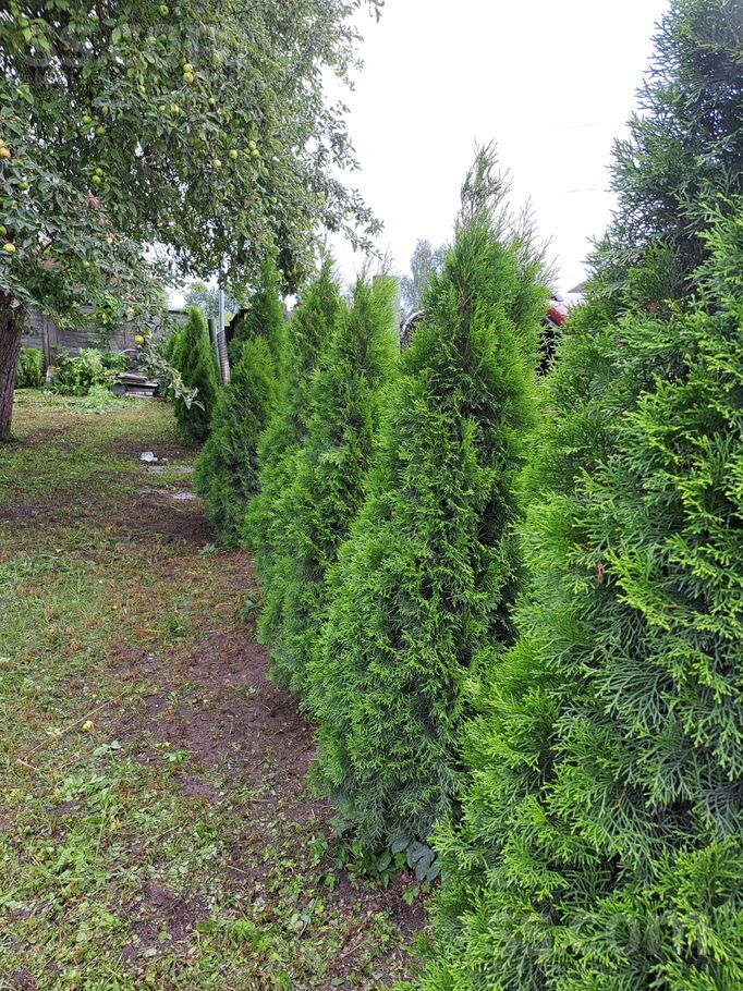 Mežsarga 12, Medemciems, Rīgas rajons, Olaines pag. — zeme