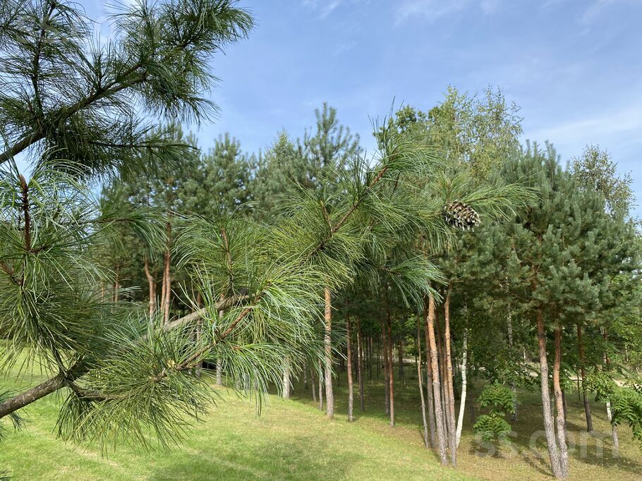 Stūriņi, Ķekava, Rīgas rajons, Ķekavas pag. — zeme