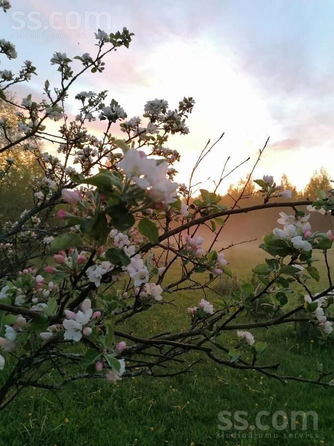 Ozolkalni, Ogre un raj., Jumpravas pag. — maja