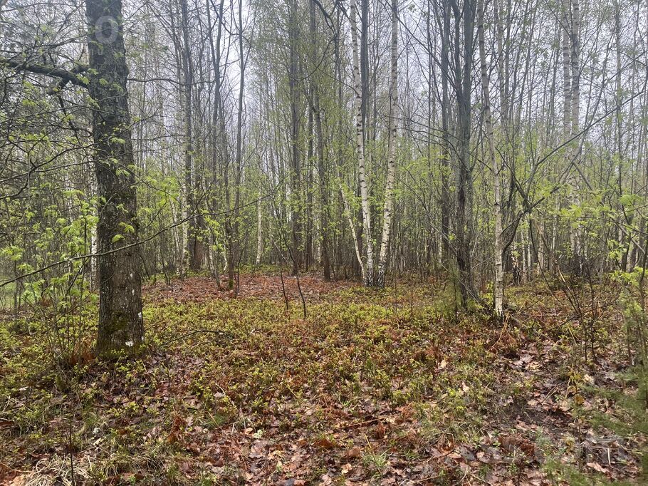 Mežakākauļi 6, Ķekava, Rīgas rajons, Ķekavas pag. — zeme