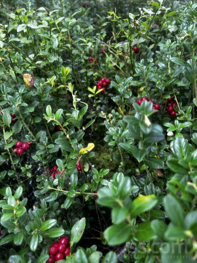 Buku 3, Ķesterciems, Tukums un raj., Engures pag. — maja