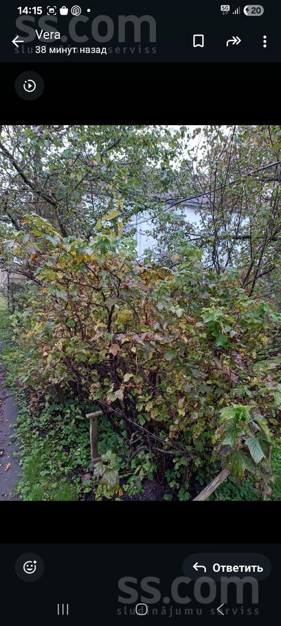 Atbrivošanas aleja, Rēzekne un raj., Rēzekne — maja