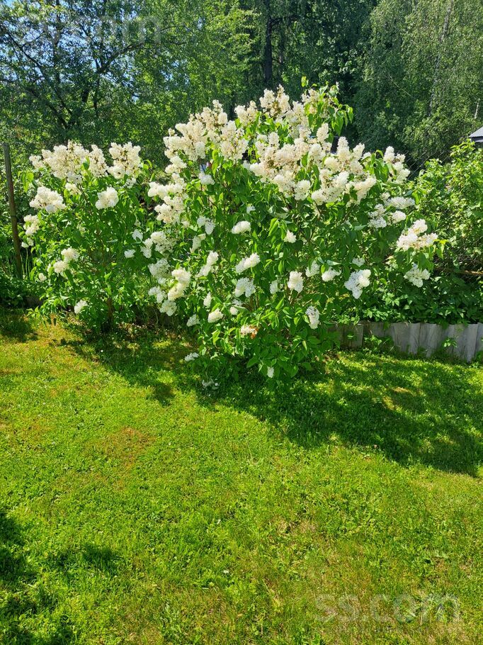 Loka iela 1, Rīgas rajons, Saulkrasti — maja