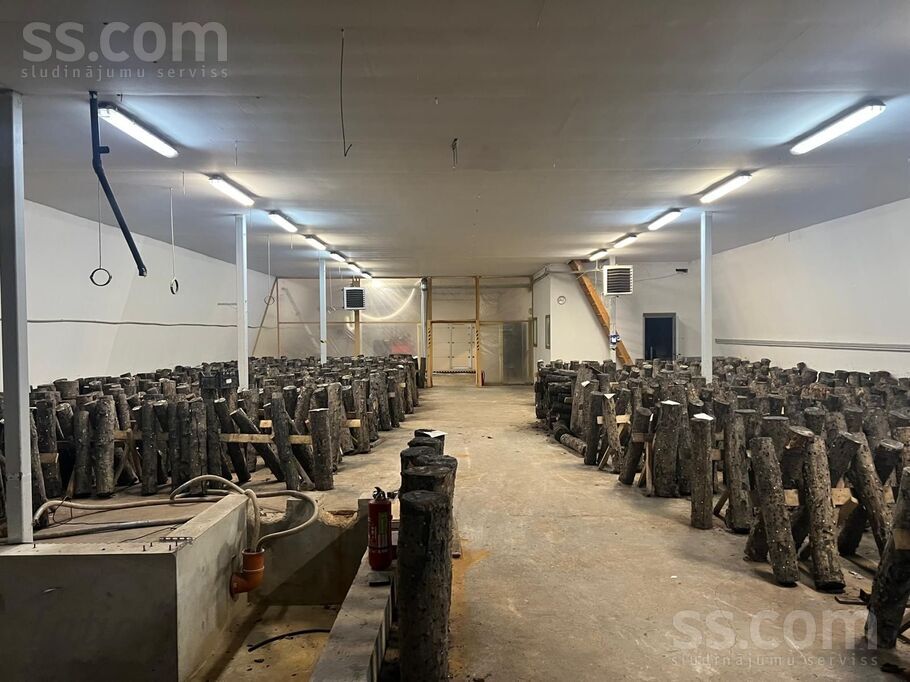 Nākotnes iela, Skujene, Cēsis un raj., Skujenes pag. — telpa