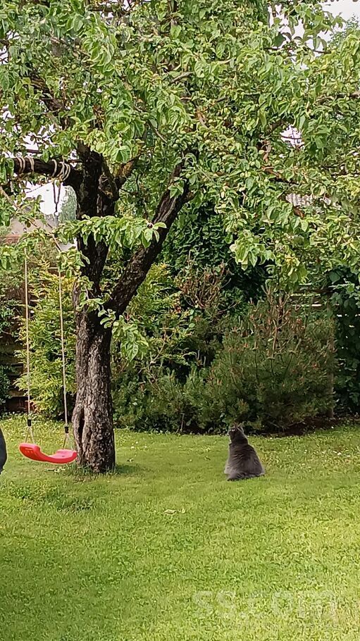 Stadiona iela 29, Jelgava un raj., Jelgava — maja