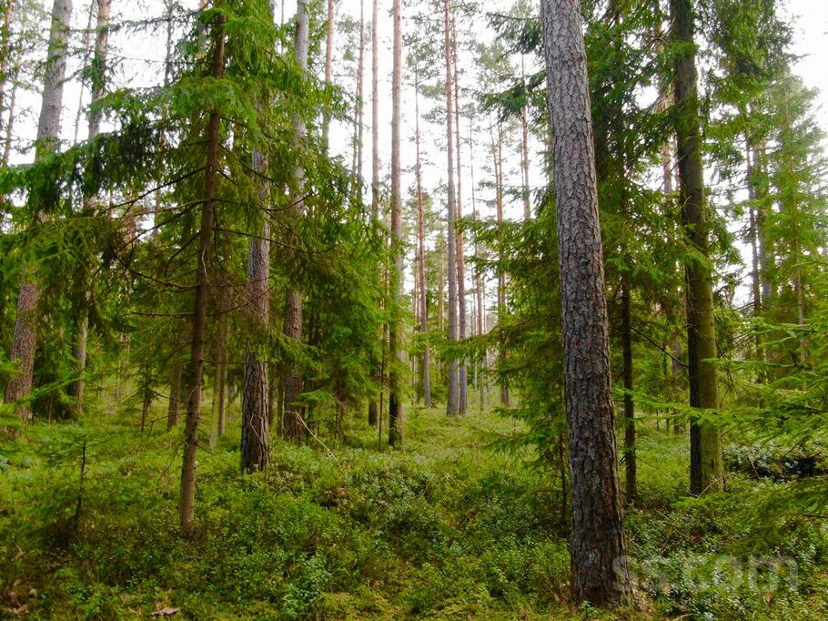 Jūrkalnes 17, Skulte, Limbaži un raj., Skultes pag. — zeme