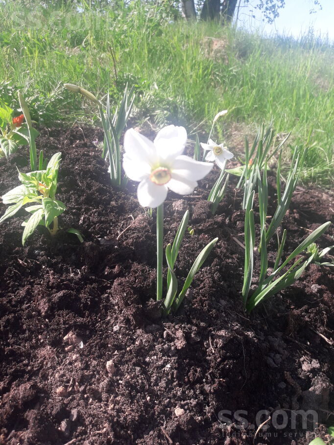 Toago 4, Jūrmala — maja