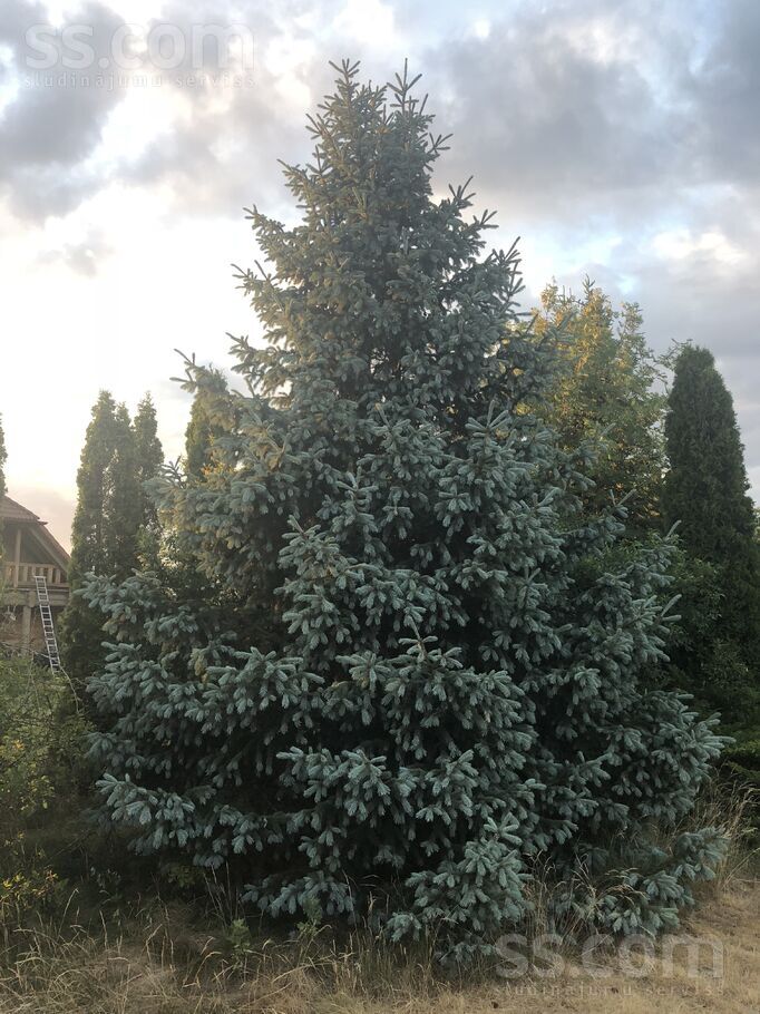 Sauliešu iela 8a, Dreiliņi, Rīgas rajons, Stopiņu nov. — zeme