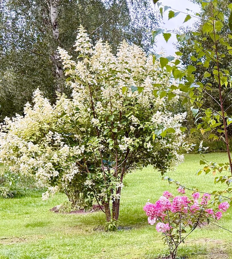 Efejas, Liepupe, Limbaži un raj., Liepupes pag. — maja