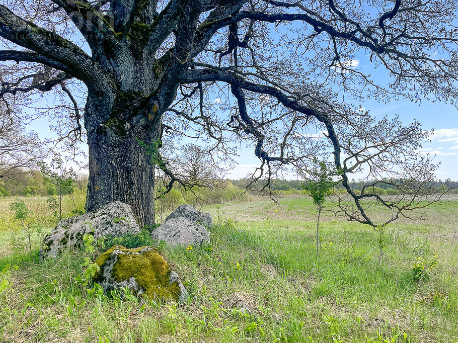 Tilta stūri, Vārpas, Rīgas rajons, Baldones l. t. — maja
