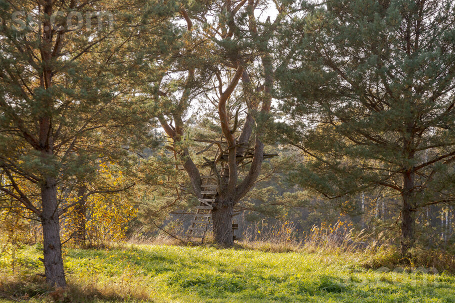 Mazmuižas iela 36, Ogre un raj., Ogre — zeme