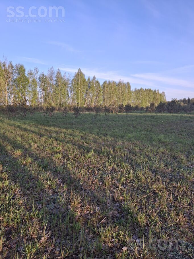 Dzintari, Cimāles, Jelgava un raj., Līvbērzes pag. — maja