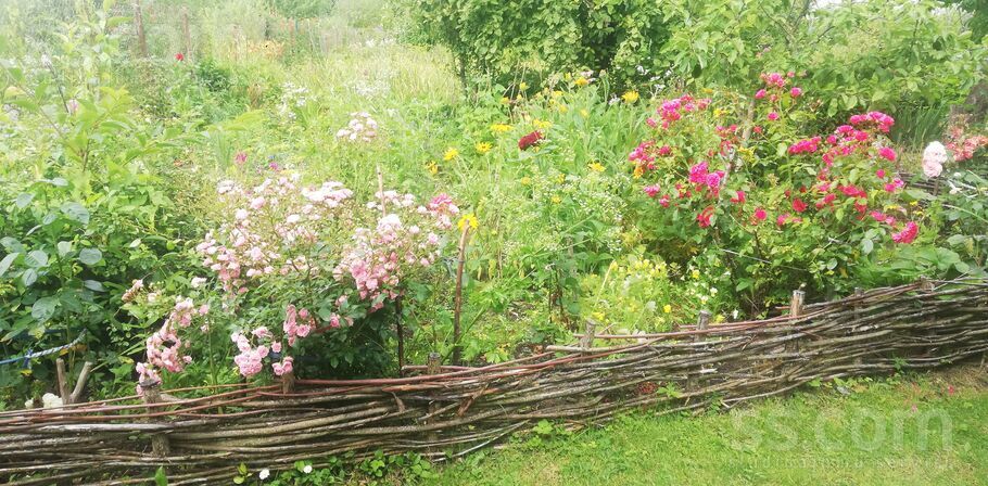 Lauku teritorija 86, Jelgava un raj., Kalnciems — maja