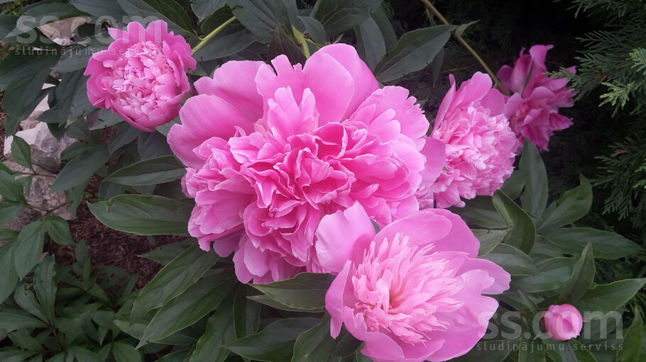 Misa 119, Misas, Rīgas rajons, Ķekavas pag. — maja