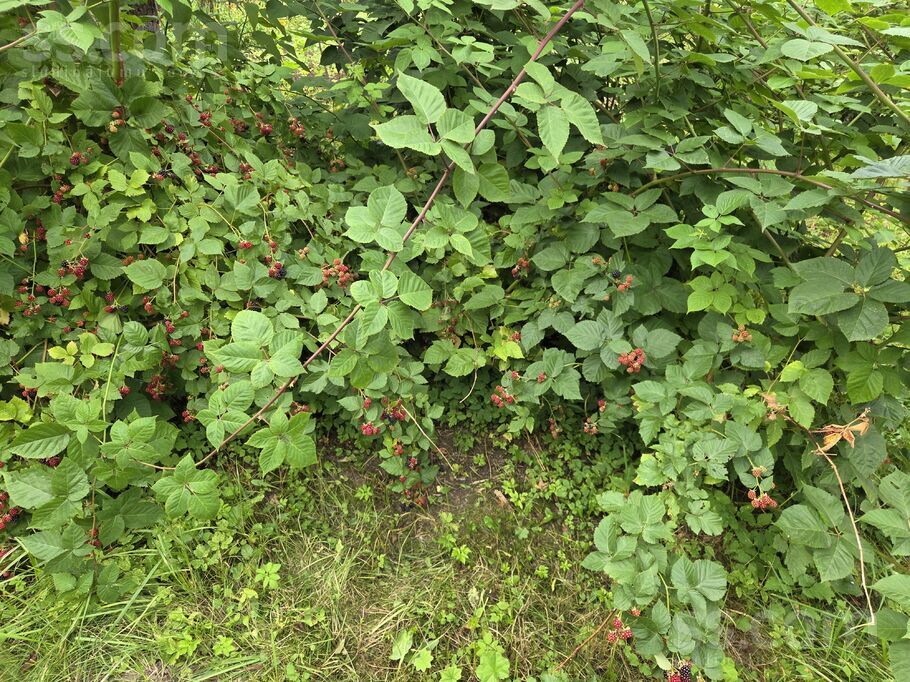 Skolas iela 9, Šķeltova, Krāslava un raj., Šķeltovas pag. — maja