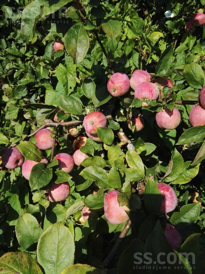 Šķēde, Liepāja un raj., Medzes pag. — maja