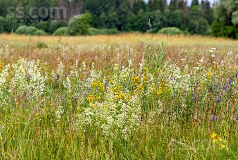 Cēsu ceļs, Auciems, Cēsis un raj., Raiskuma pag. — zeme