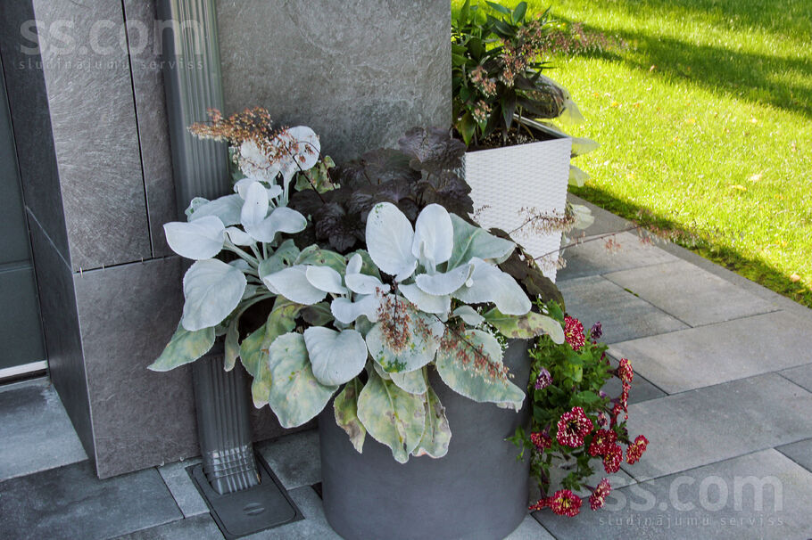 Sebru, Sēbruciems, Rīgas rajons, Babītes pag. — maja