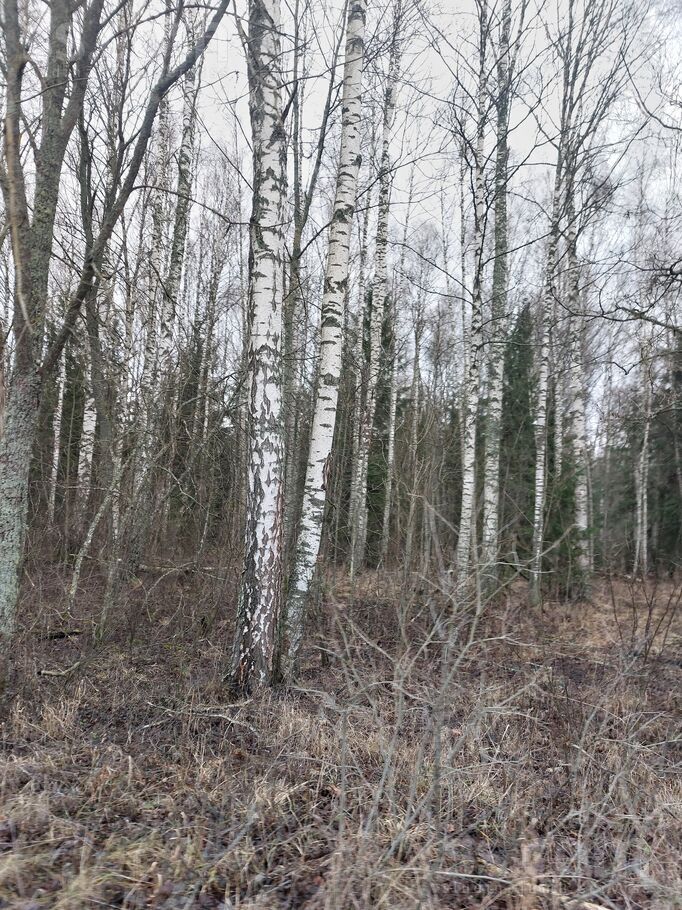 Prauliena, Madona un raj., Praulienas pag. — mezs